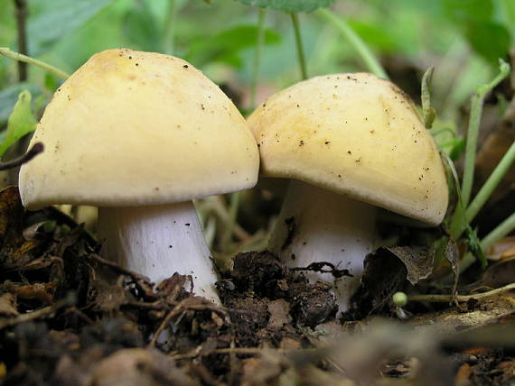 čírovnica májová Calocybe gambosa (Fr.) Donk