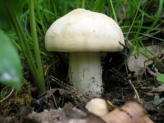 čírovnica májová Calocybe gambosa (Fr.) Donk