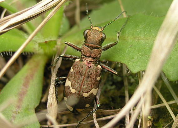 svižník hôrny Cicindela sylvicola