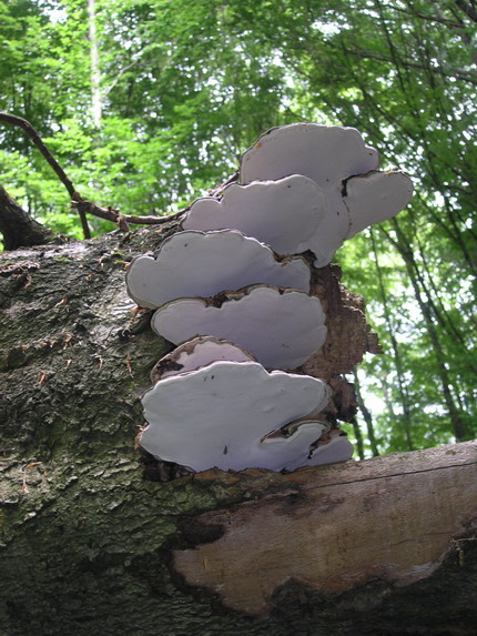 lesklokôrovka plochá Ganoderma applanatum (Pers.) Pat.