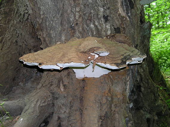 lesklokôrovka plochá Ganoderma applanatum (Pers.) Pat.