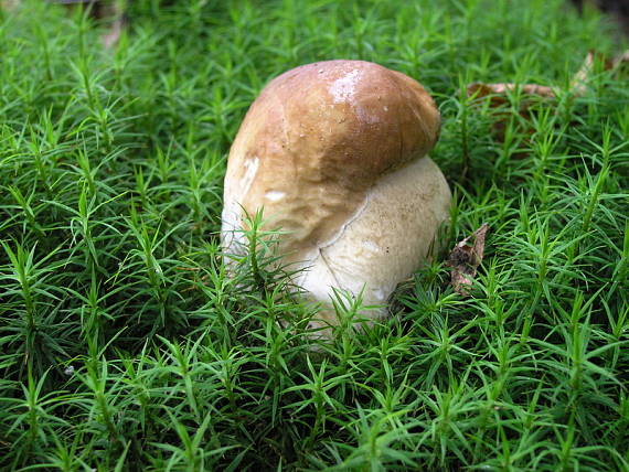 hríb smrekový Boletus edulis Bull.