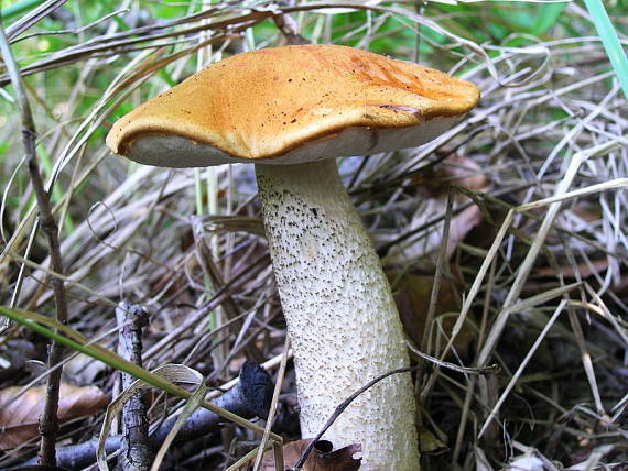 kozák osikový Leccinum albostipitatum den Bakker & Noordel.