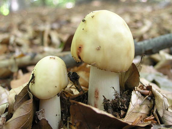 muchotrávka červenkastá Amanita rubescens Pers.