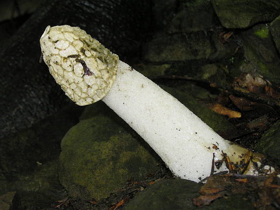 hadovka smradľavá Phallus impudicus L.