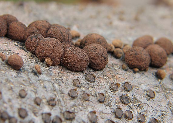 drevovček bukový Hypoxylon fragiforme (Pers.) J. Kickx f.