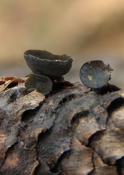 terčovka bulharská Rutstroemia bulgarioides (P. Karst.) P. Karst.