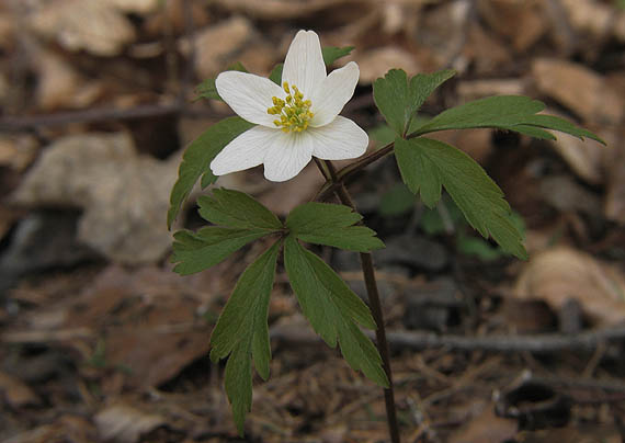 veternica hájna Anemone nemorosa L.