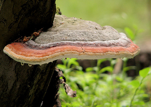 práchnovček pásikavý Fomitopsis pinicola (Sw.) P. Karst.