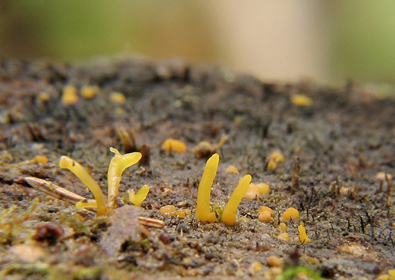 parôžkovec malý Calocera cornea (Fr.) Loud.