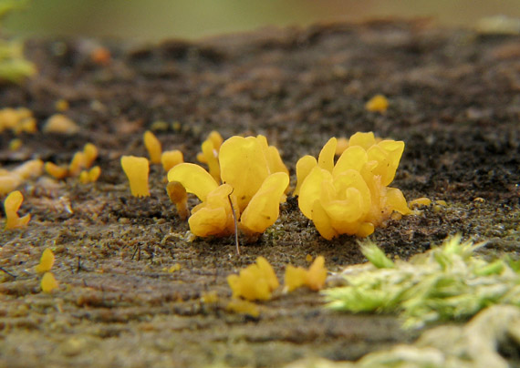 parôžkovec malý Calocera cornea (Fr.) Loud.