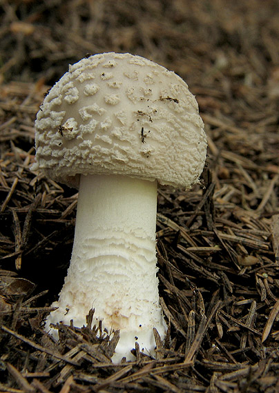 muchotrávka hrubá Amanita excelsa (Fr.) Bertill.