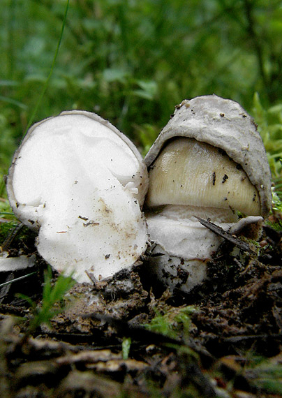 muchotrávka pošvatá Amanita vaginata (Bull.) Lam.