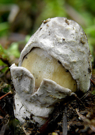 muchotrávka pošvatá Amanita vaginata (Bull.) Lam.