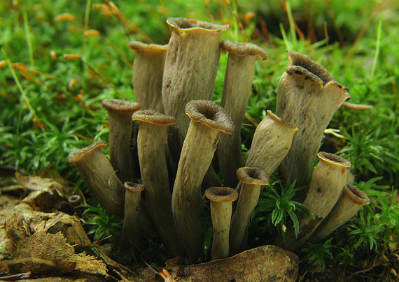 lievik trúbkovitý Craterellus cornucopioides (L.) Pers.