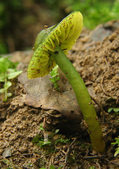 lúčnica žltozelená Gliophorus psittacinus (Schaeff.) Herink