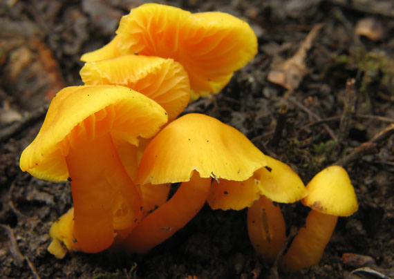 lúčnica Hygrocybe sp.