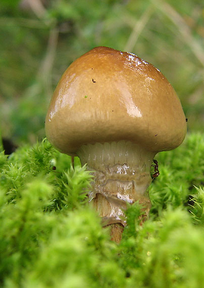 pavučinovec mazľavý Cortinarius trivialis J.E. Lange