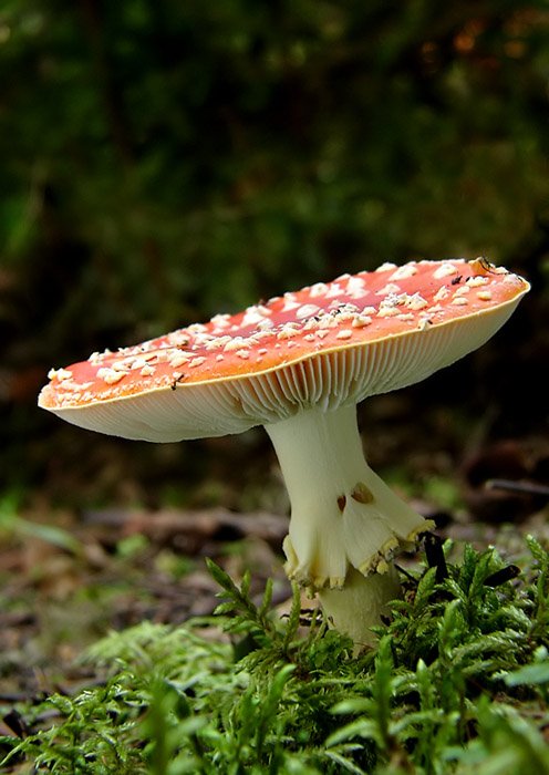 muchotrávka červená Amanita muscaria (L.) Lam.