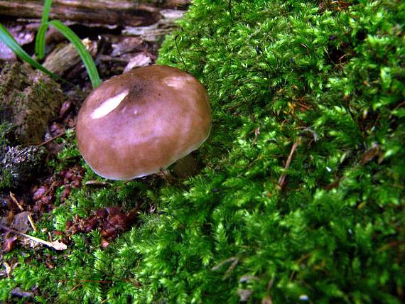 štítovka jelenia Pluteus cervinus (Schaeff.) P. Kumm.