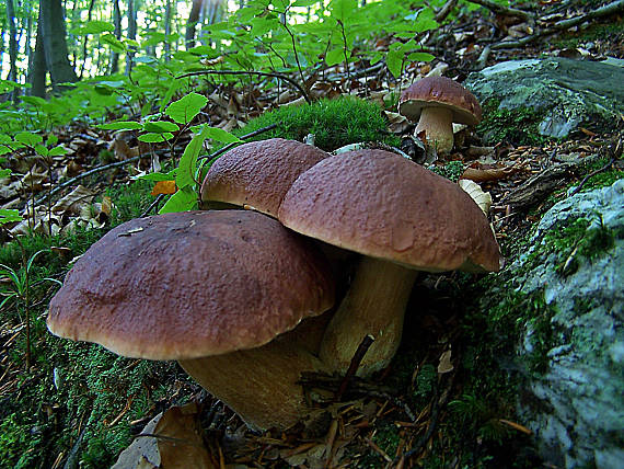 hríb sosnový Boletus pinophilus Pil. et Dermek in Pil.