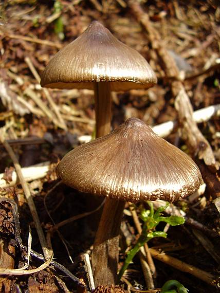 hodvábnica včasná Entoloma vernum S. Lundell