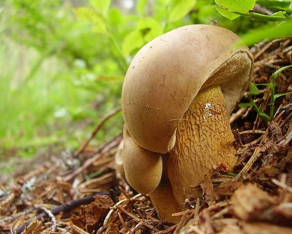 podhríb žlčový Tylopilus felleus (Bull.) P. Karst.