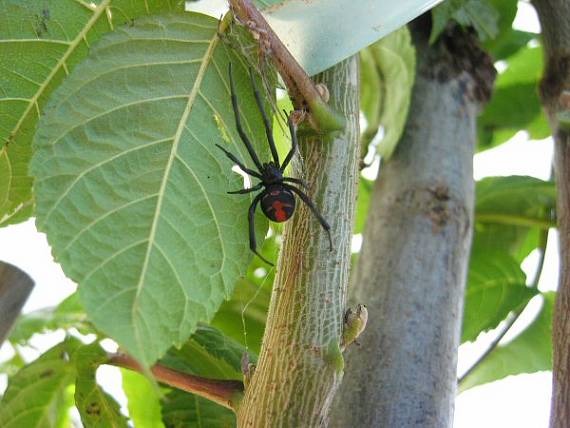 red Back