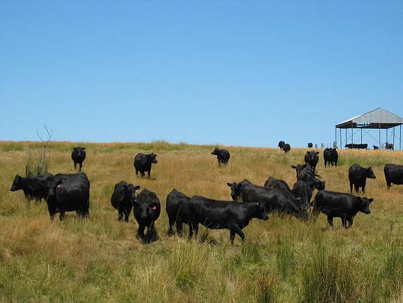 black steak cows