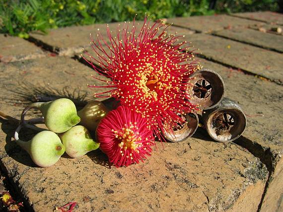 bloom of eucalypt