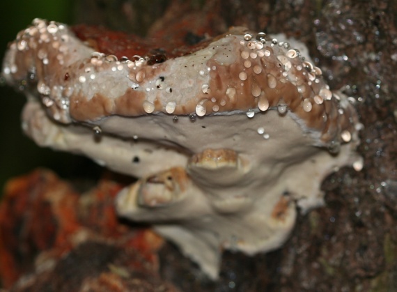 práchnovček pásikavý Fomitopsis pinicola (Sw.) P. Karst.