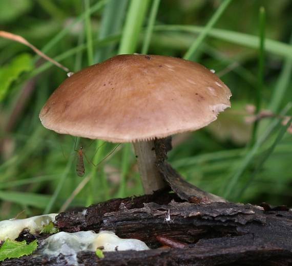 štítovka Pluteus sp.