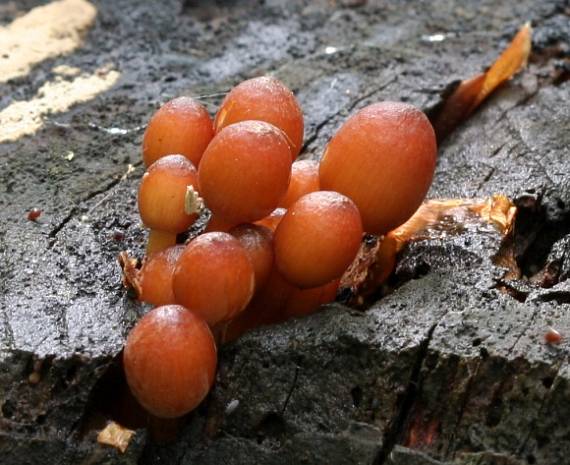 prilbička Mycena sp.