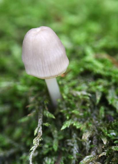 prilbička Mycena sp.