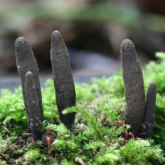 drevnatec štíhly Xylaria longipes Nitschke