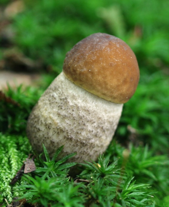 kozák hrabový Leccinum pseudoscabrum (Kallenb.) Šutara