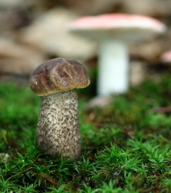 kozák hrabový Leccinum pseudoscabrum (Kallenb.) Šutara