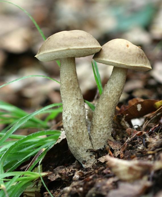 kozák hrabový Leccinum pseudoscabrum (Kallenb.) Šutara