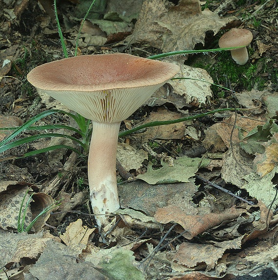 rýdzik Lactarius sp.