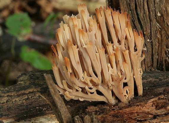 korunovec svietnikovitý Artomyces pyxidatus (Pers.) Jülich