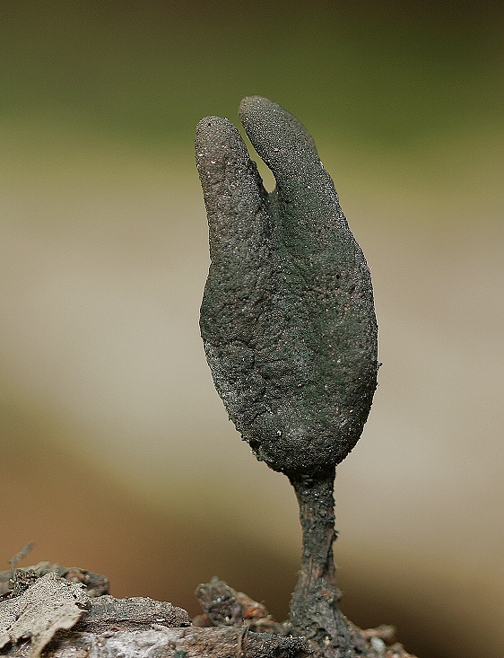 drevnatec štíhly Xylaria longipes Nitschke