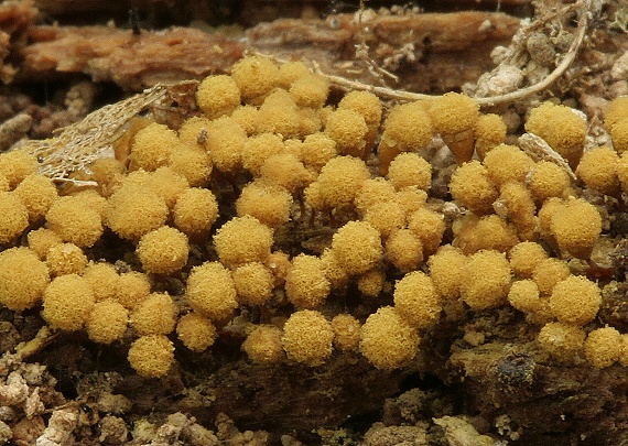 vlasovníčka kyjačikovitá Hemitrichia clavata (Pers.) Rostaf.