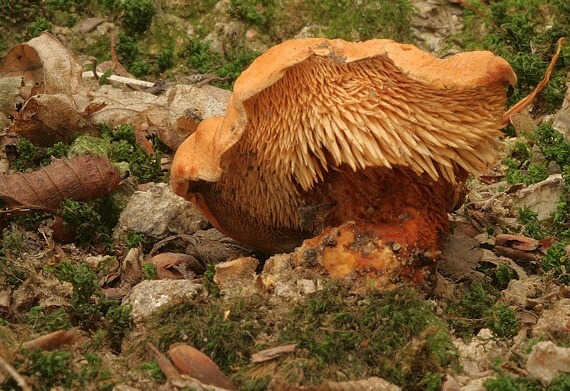 jelenka ryšavá Hydnum rufescens Pers.