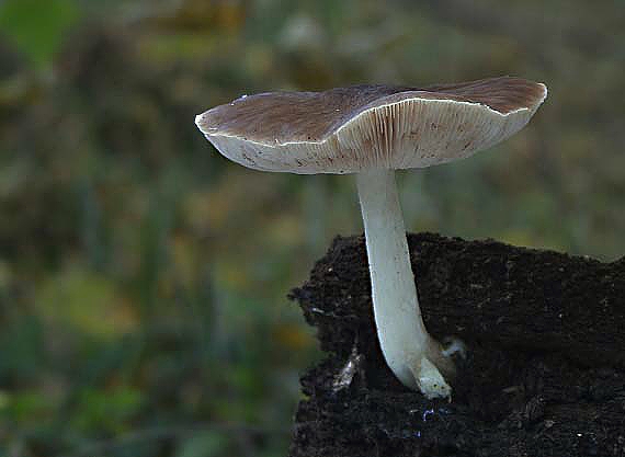 štítovka Pluteus sp.