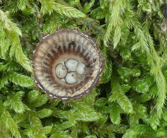 čiaškovec pásikavý Cyathus striatus (Huds.) Willd.