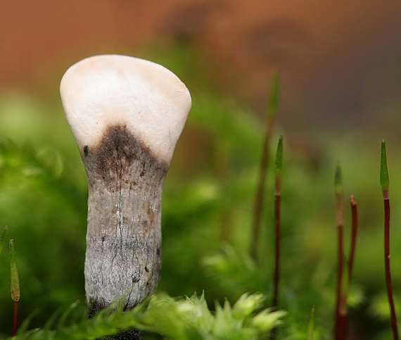 drevnatec parohatý Xylaria hypoxylon (L.) Grev.