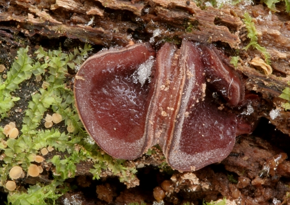 uchovec bazový Auricularia auricula-judae (Bull.) Quél.