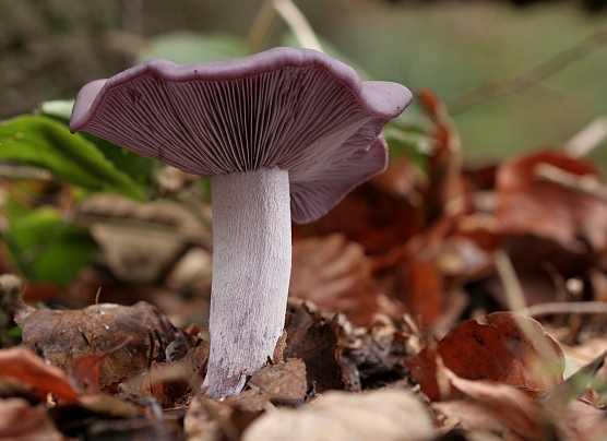 pôvabnica fialová Lepista nuda (Bull.) Cooke