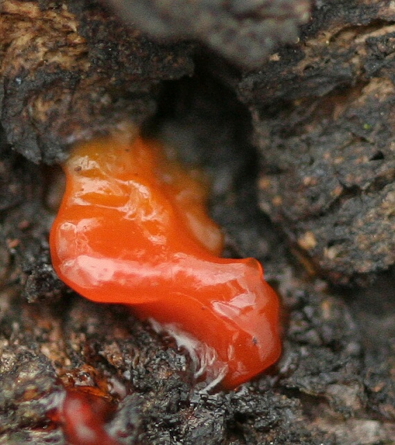 slizovka Myxomycetes