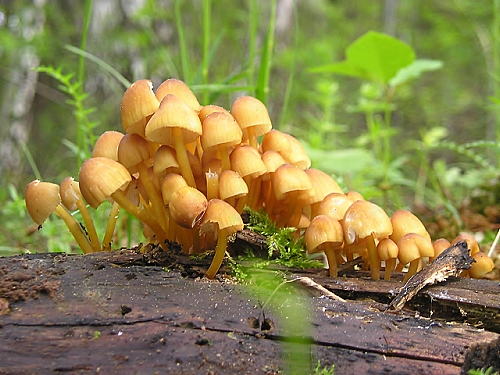 prilbička žltohlúbiková Mycena renati Quél.